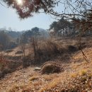 낙동면 비룡리 이미지