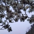 모든것을 주고 갔기에 고고하고 순수하게 피어난다 이미지