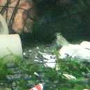 풍원수족관 이미지