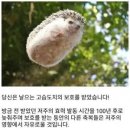 혐주의) 홍대골목에서 발견된 저주인형 이미지