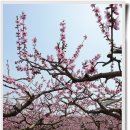 복사꽃향기 이미지