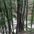 용인랜드 숲속캠핑장 이미지