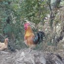 백학농장 이미지