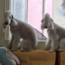 달이네 애견미용실 이미지