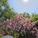 대덕로 | "여기 카페야 정원이야?" 당진 카페 피어라 + 미당면옥, 한 번에 즐긴 후기와 주차 정보