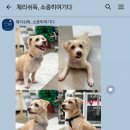 체리쉬독 이미지