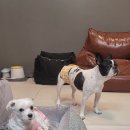 보듬보듬 이미지