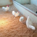 게임잉글리쉬 이미지