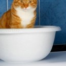 앤(N)고양이병원 이미지