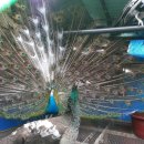 광주조류원 이미지