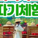 사과창꼬