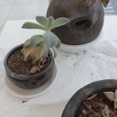 성베드로한방병원 이미지