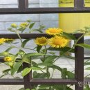 성동학교 | [인천을 걷다 마주치는 보물들 7] 이렇게 부르는 까닭을 아무도 모르는 ‘금불초’ (2024.10.13.)