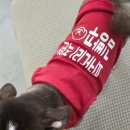 피카디리 애견호텔 이미지