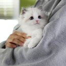 렉돌 냥이 이미지