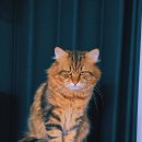 범과같이 이미지