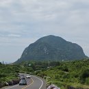 화순곶자왈 | 6월 제주 서쪽 수국길 추천, 안덕면사무소 화순곶자왈까지