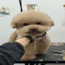 멍냥살롱 이미지