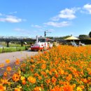 송이테마공원 주차장 이미지