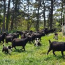 약산농장 이미지