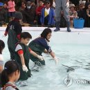 제주 별미 방어 가격 반토막에 어민 울상.."타지역 어획 영향" 이미지