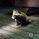 너구리대피소