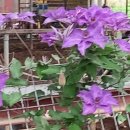 소들목장 이미지