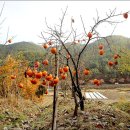 고령농장 이미지