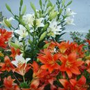 춘천호반체육관 이미지