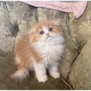 도그마루 고양이 강아지 무료분양 이미지