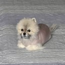 인천동물심장내과 이미지