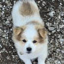 보미목장 이미지