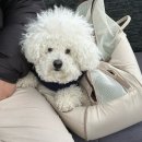 행복하시개 | 강원도 애견동반 여행 추천｜춘천 삼악산 호수케이블카 모찌랑 직접 타본 후기