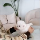 행복한 강아지 이미지