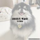 잇츠폴댕 네이버블로그