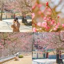 상주 함창 사마소 유물 | 경북 상주 가볼만한곳 용흥사 홍매화 함창전통시장 여행 코스