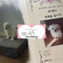반려견 장례식 총정리