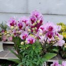 망고키즈수영장 마산점 이미지