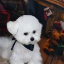 포비 펫 살롱 이미지