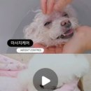 꼼꼼하개 이미지