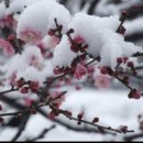 싸이코핏불스 이미지