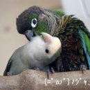 잉꼬농원 이미지