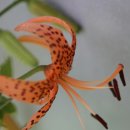 지리산의 아침 이미지