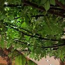 컴프하우스(컴프카페) 이미지