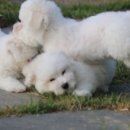 레이지포 이미지