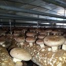 표고버섯 재배사 판넬60평, 5동 양도(일산신도시 표고버섯 마을, 매우 저렴함) 이미지