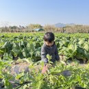 대성농장4 이미지