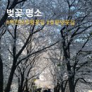 CU의정부호원점 | 벚꽃명소 북한강로 벚꽃길, 호원 벚꽃길 후기