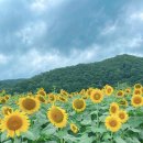 해바라기 애견 이미지