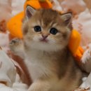 애월캐터리 이미지